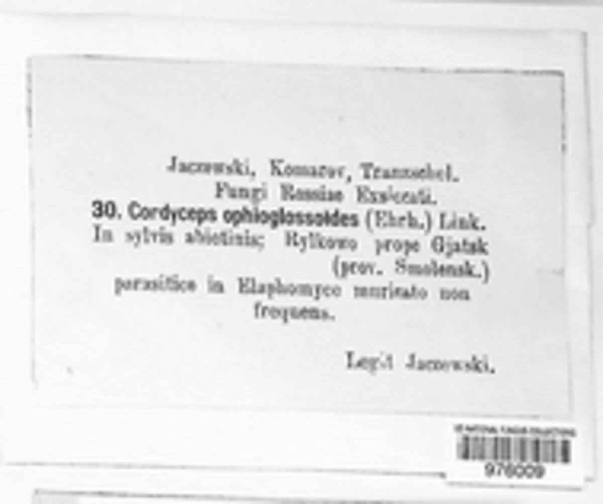 Tolypocladium ophioglossoides image